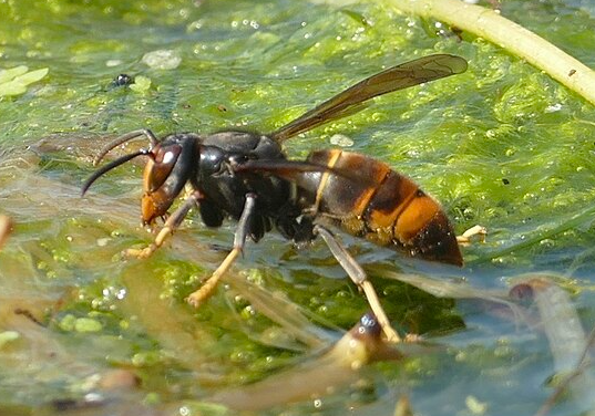 avispa asiatica